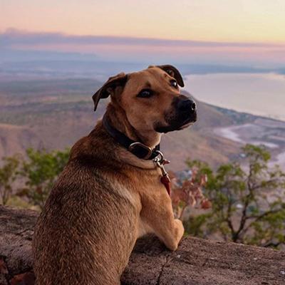What's it really like to travel Australia with Dogs?